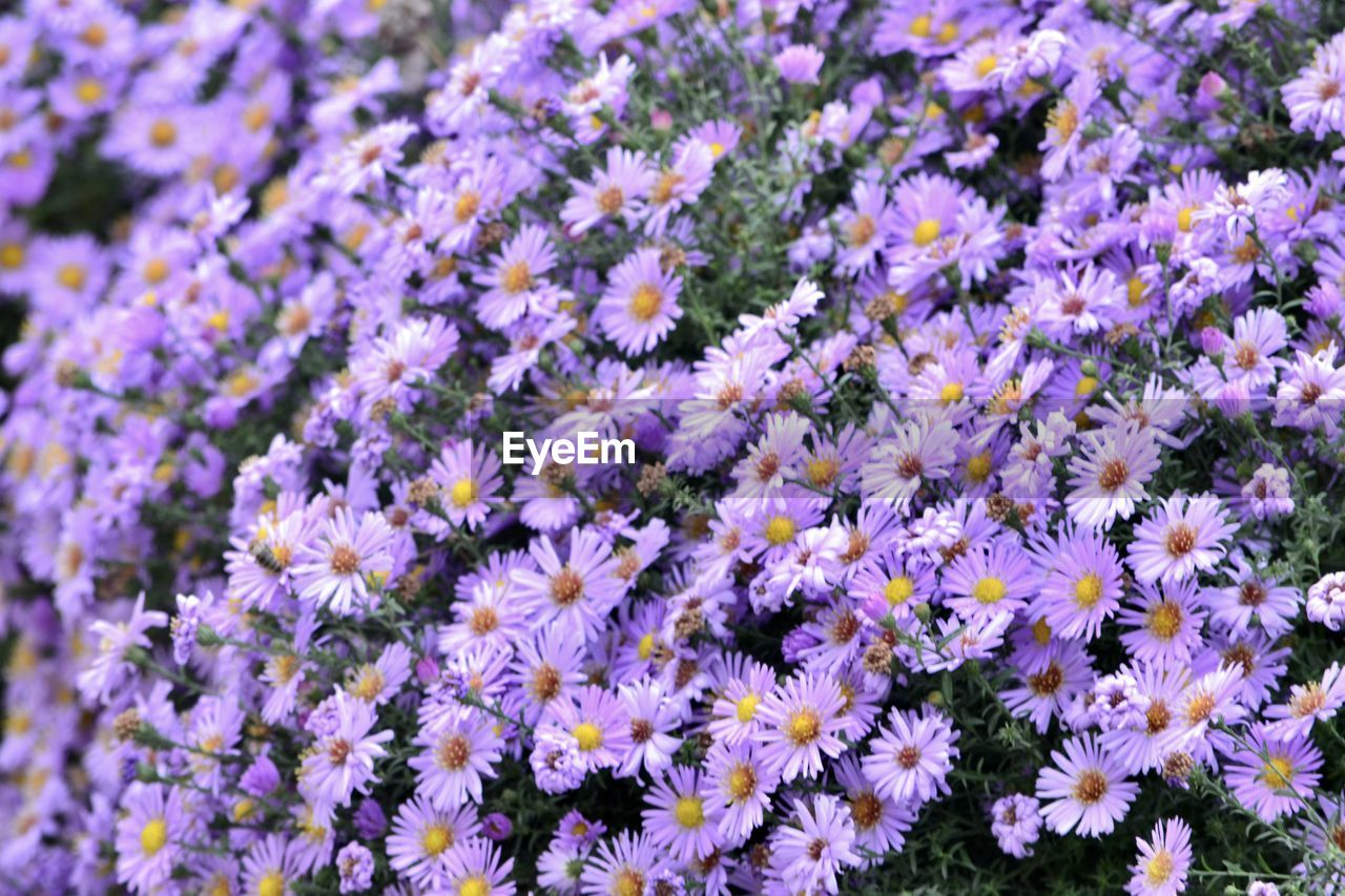 CLOSE-UP OF PURPLE FLOWERING PLANTS ON LAND