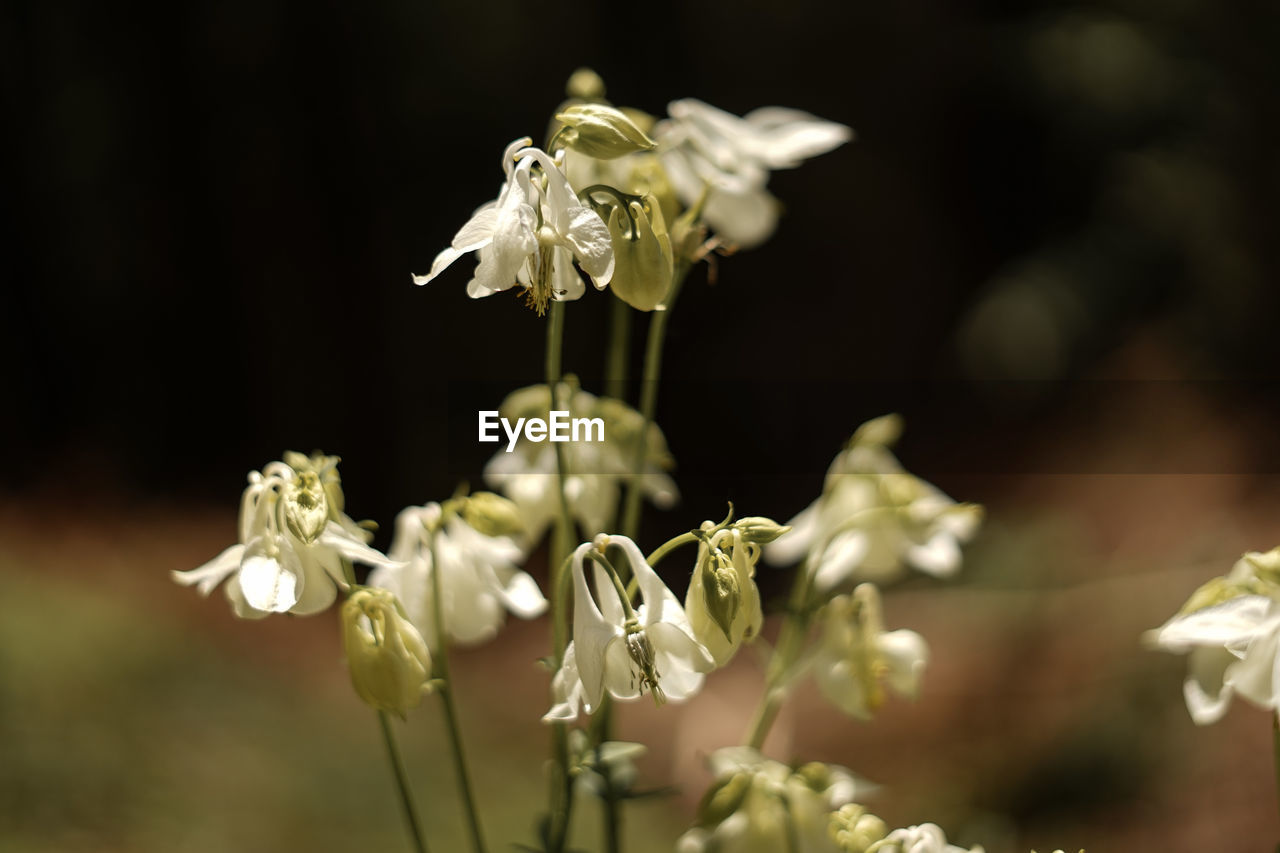 Close-up of white flowering plant