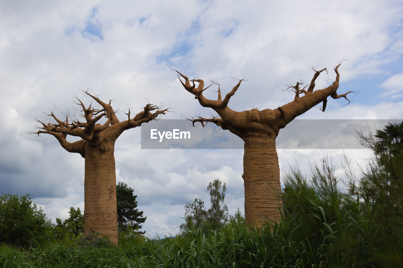 LOW ANGLE VIEW OF BARE TREE AGAINST SKY