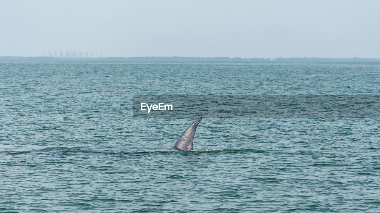 VIEW OF SWIMMING IN SEA AGAINST SKY