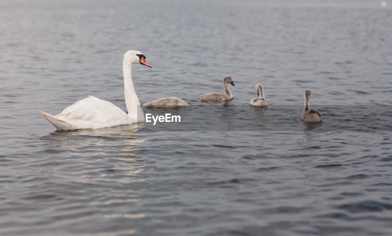 Swans and cygnets swimming in lake