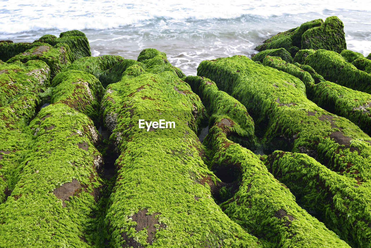 HIGH ANGLE VIEW OF MOSS ON SHORE