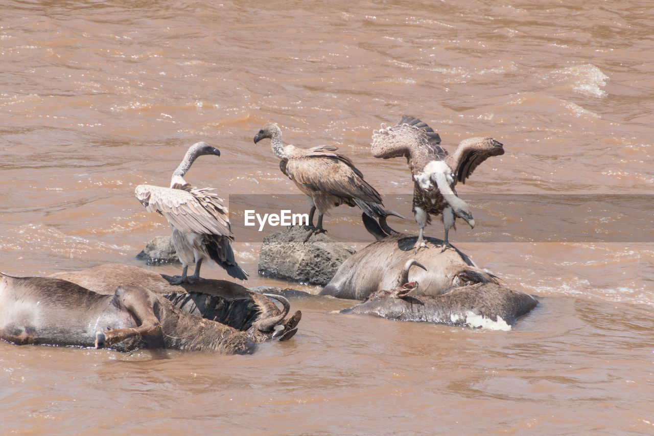 DUCKS ON LAKE