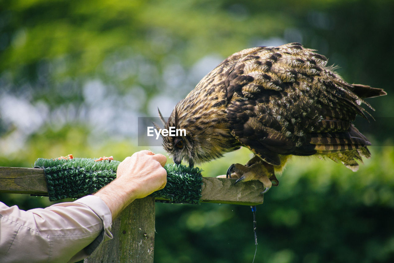 Close-up of hand feeding owl perching on wooden post 