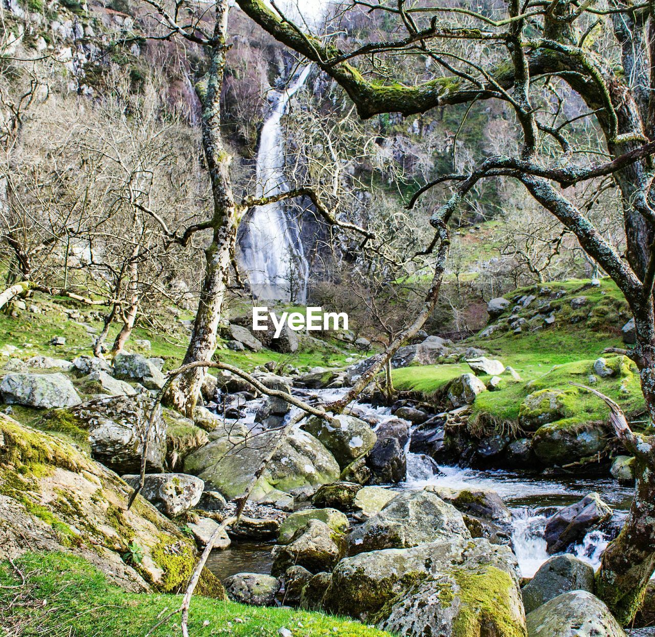 CLOSE-UP OF WATER FLOWING IN TREE