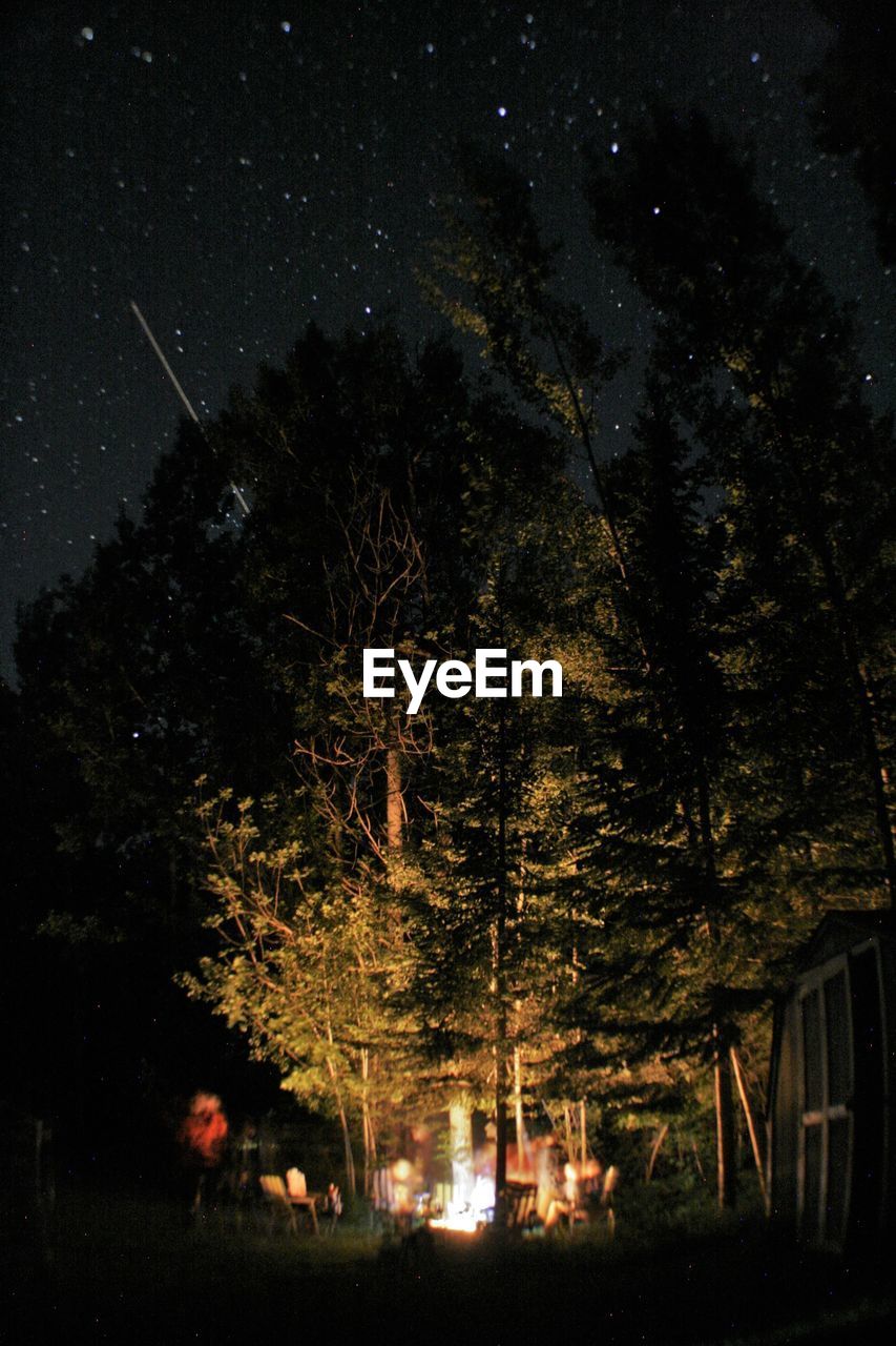 LOW ANGLE VIEW OF TREE AGAINST SKY AT NIGHT