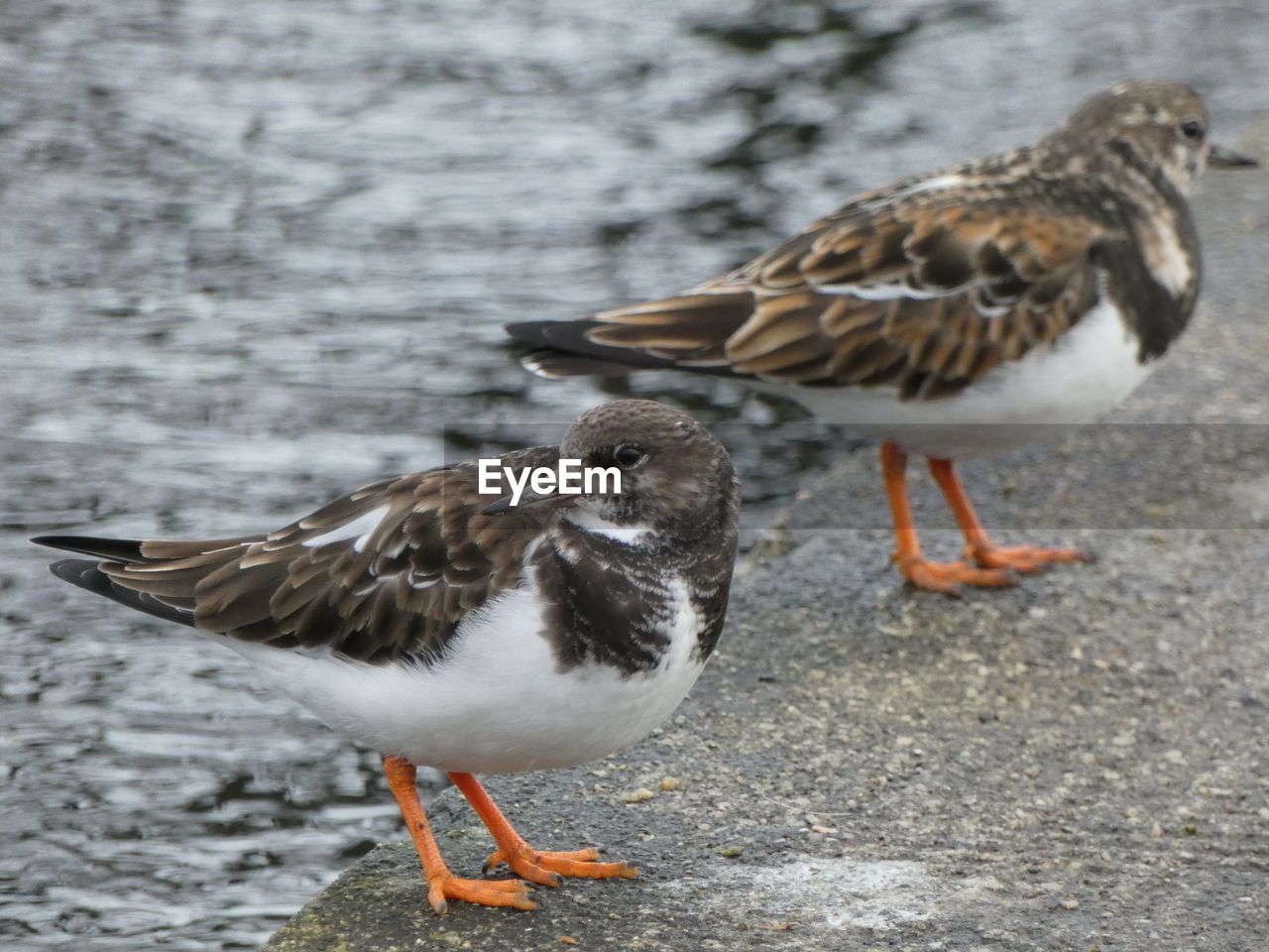 animal themes, bird, animal, animal wildlife, sandpiper, wildlife, beak, calidrid, redshank, group of animals, water, red-backed sandpiper, nature, no people, day, two animals, gull, focus on foreground, outdoors, full length, seagull, food, side view, close-up