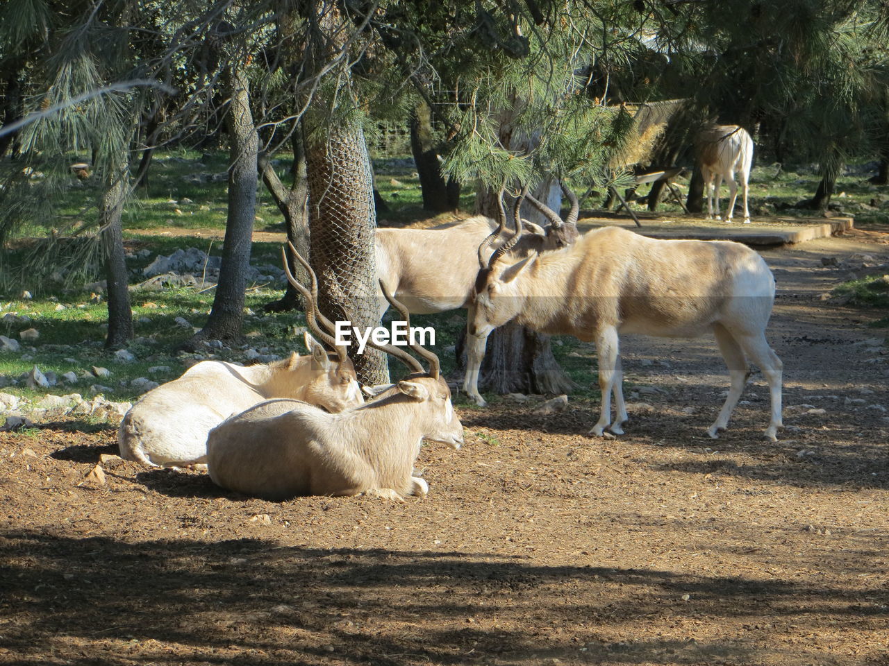 VIEW OF DEER IN THE FIELD