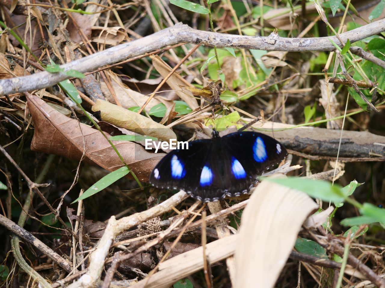 CLOSE-UP OF BUTTERFLY ON THE GROUND