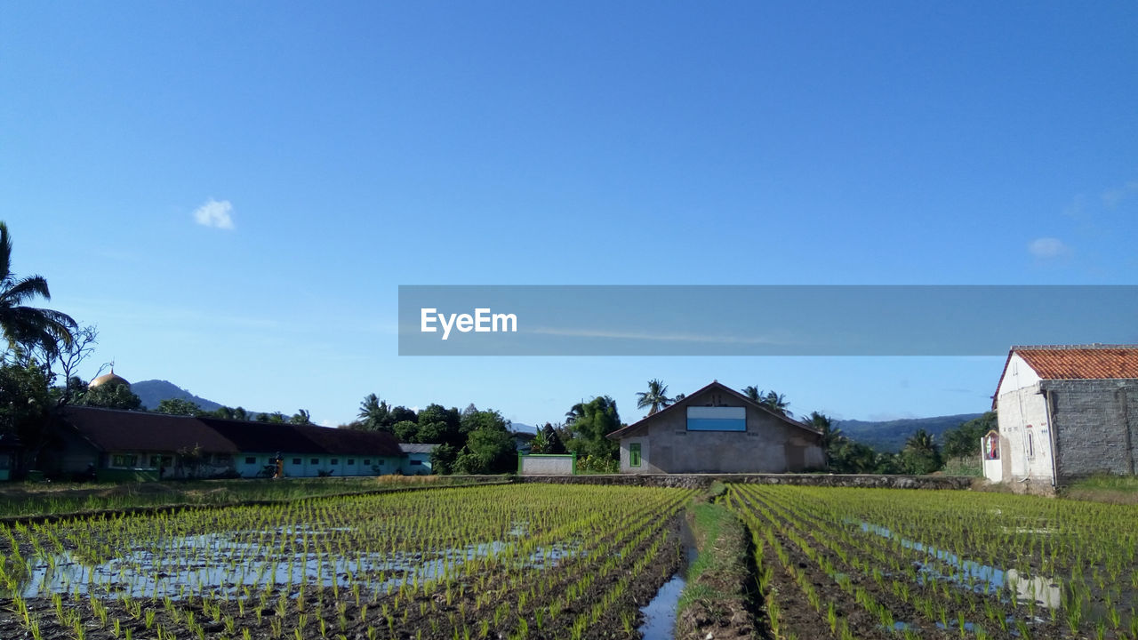 Scenic view of field by houses against blue sky