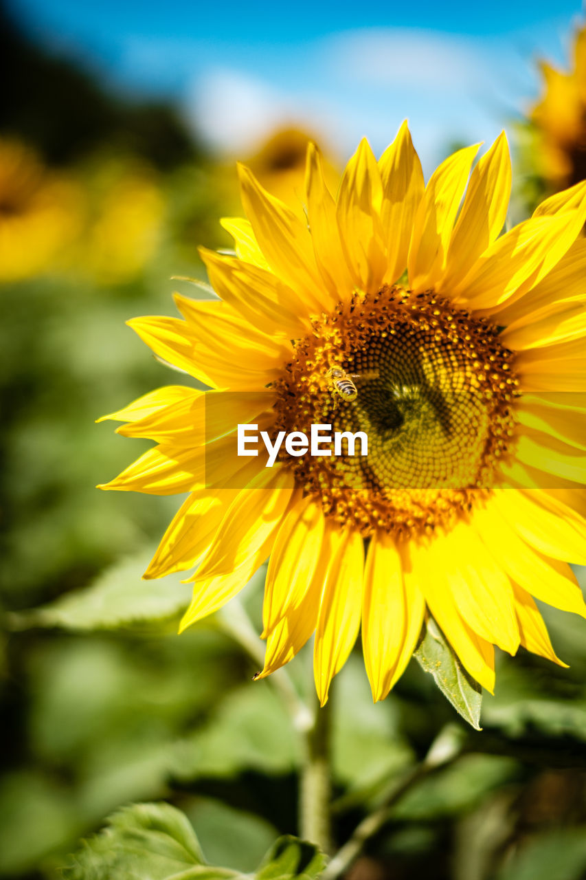 Close-up of sunflower