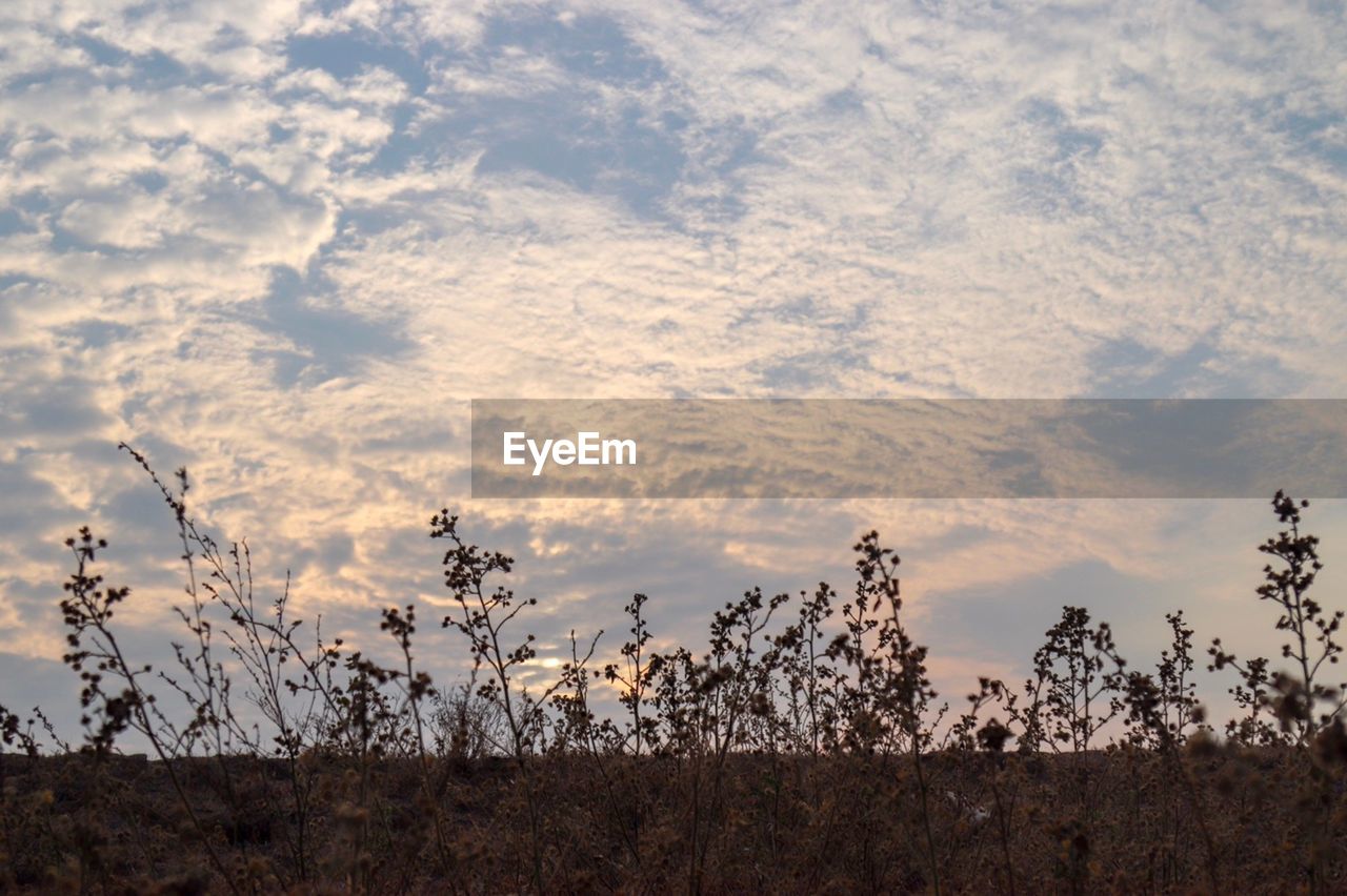 PLANTS GROWING ON LAND AGAINST SKY