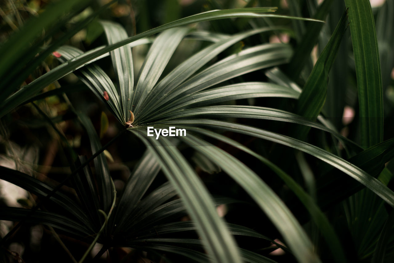 Close-up of palm leaf