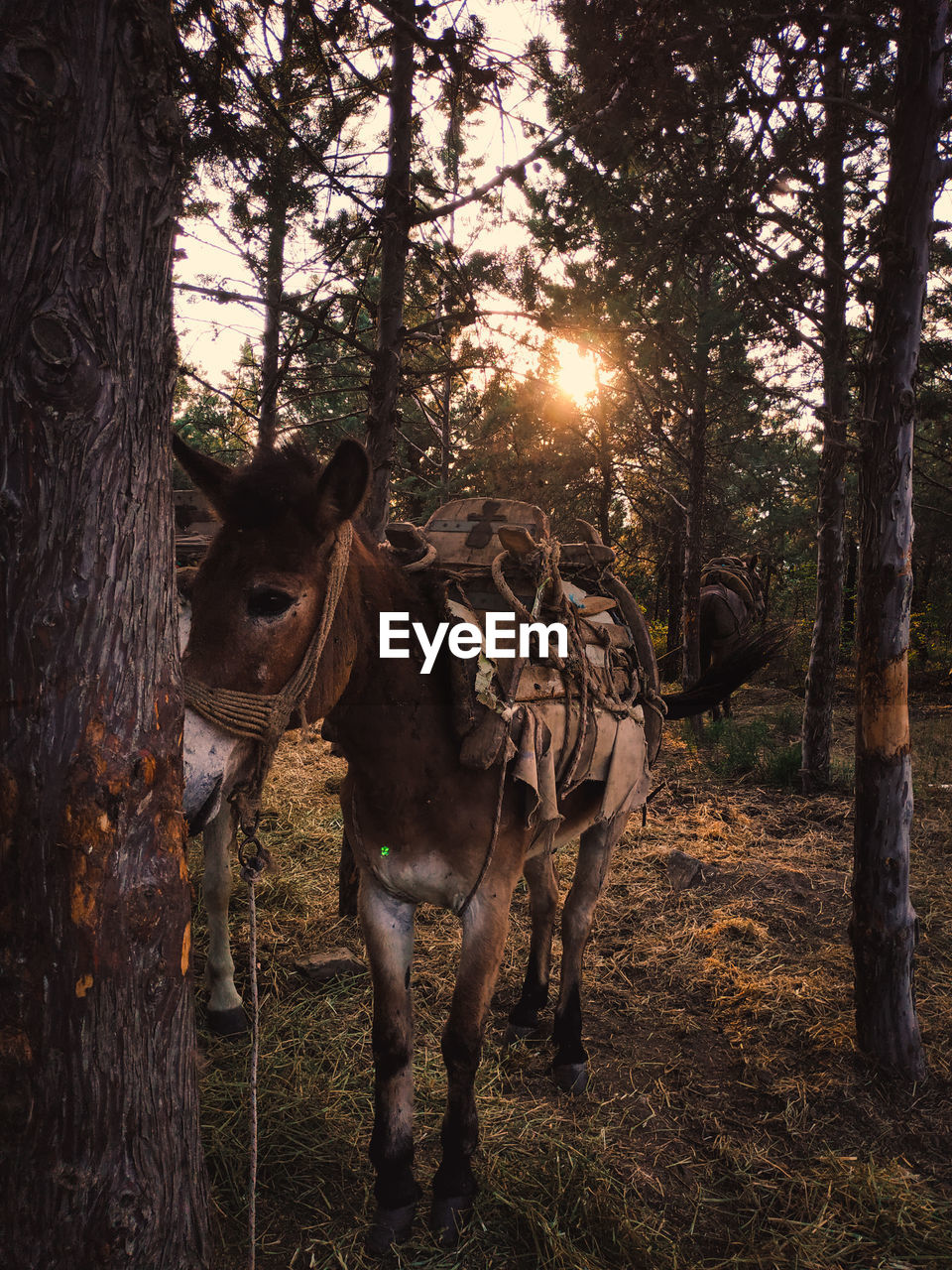 VIEW OF HORSE IN FOREST