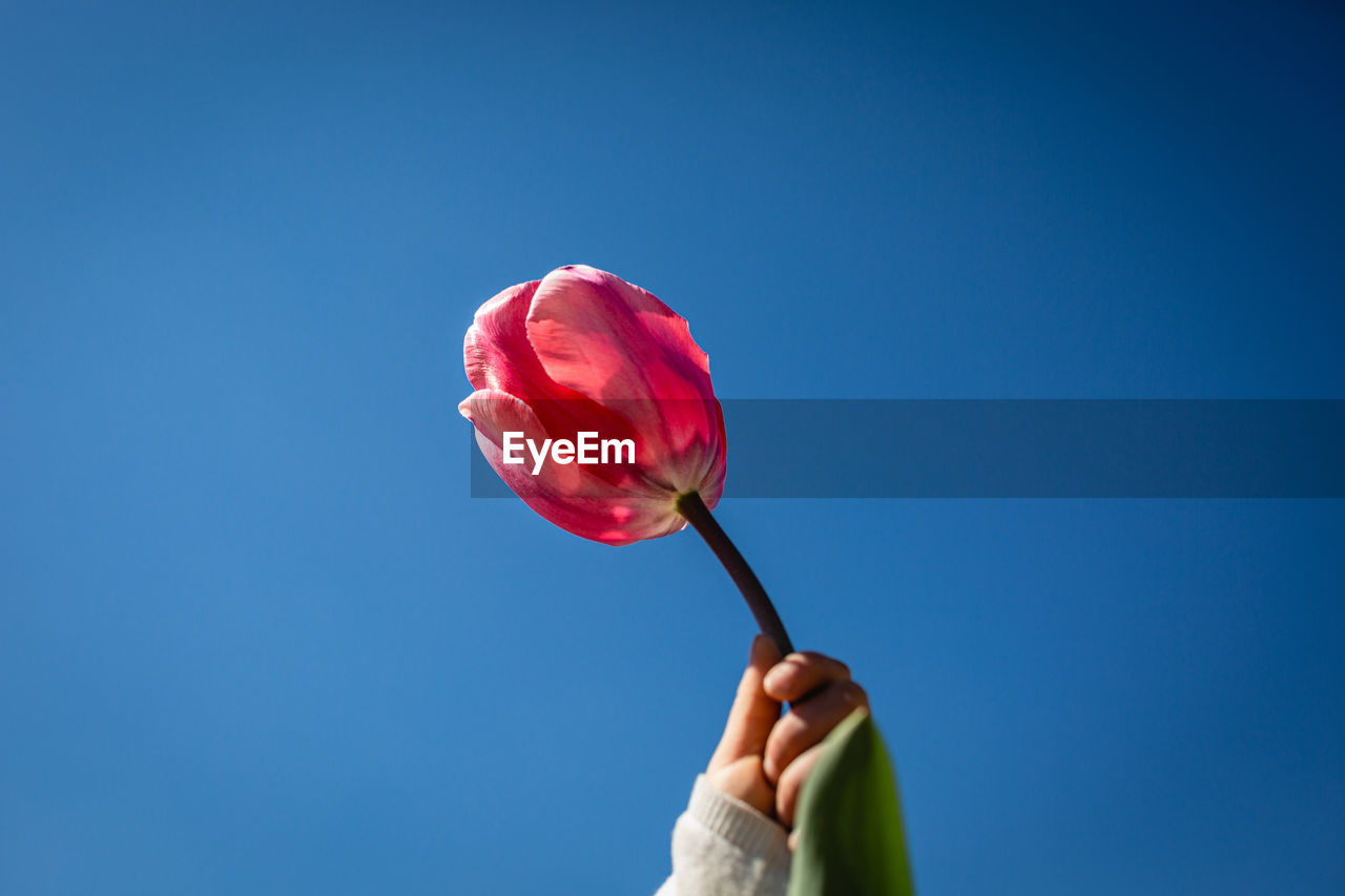 Cropped hand of girl  holding tulip against clear blue sky