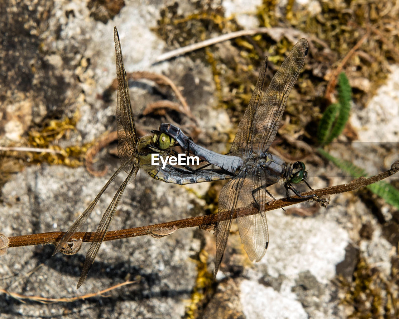 Close-up of dragonfly mating on plant