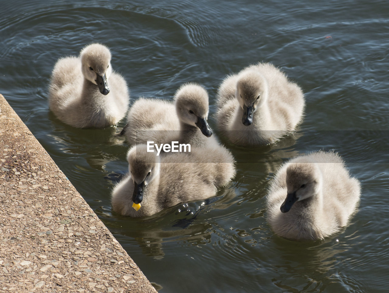 High angle view of cygnets swimming on lake