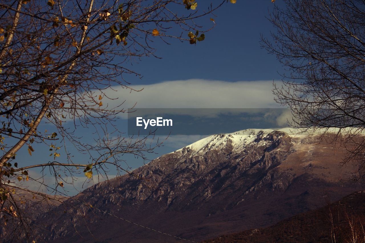 Bare trees on mountains against sky