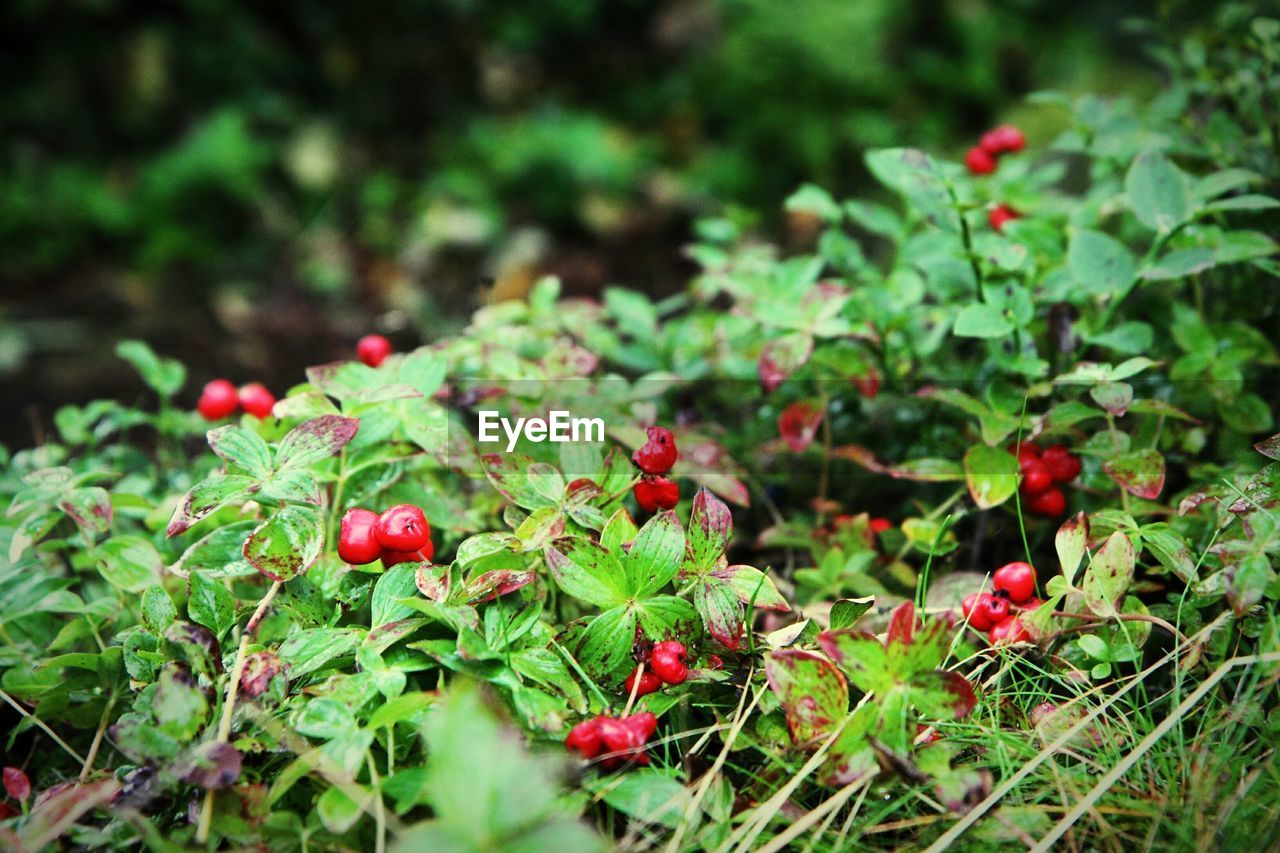 CLOSE-UP OF RED ROSES IN GARDEN