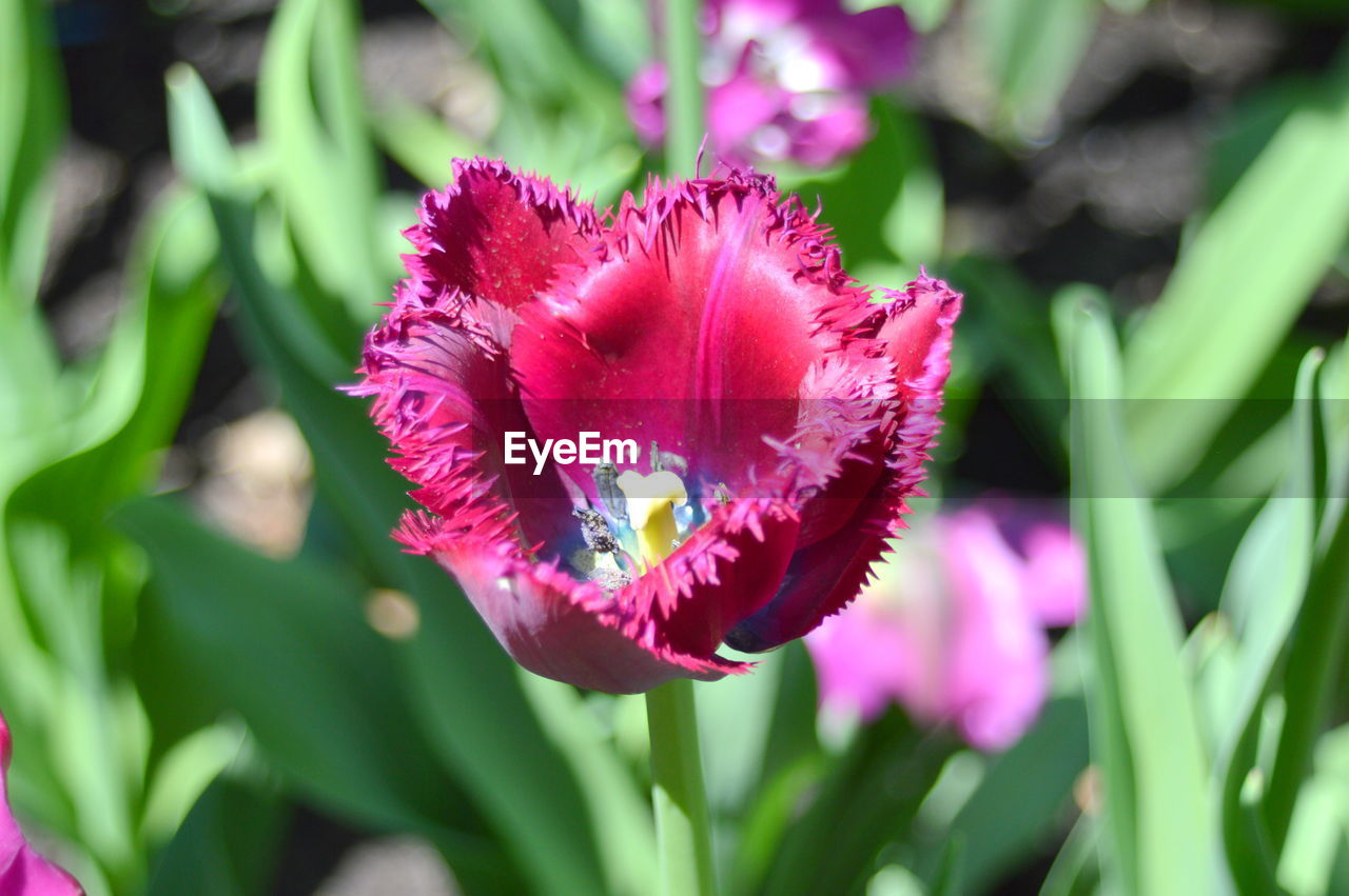 Close-up of pink flowering plant