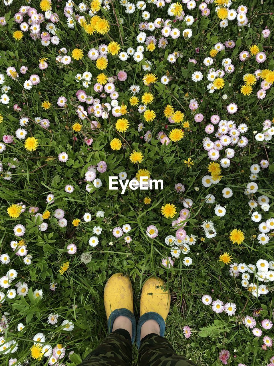 LOW SECTION OF PERSON STANDING ON YELLOW DAISY