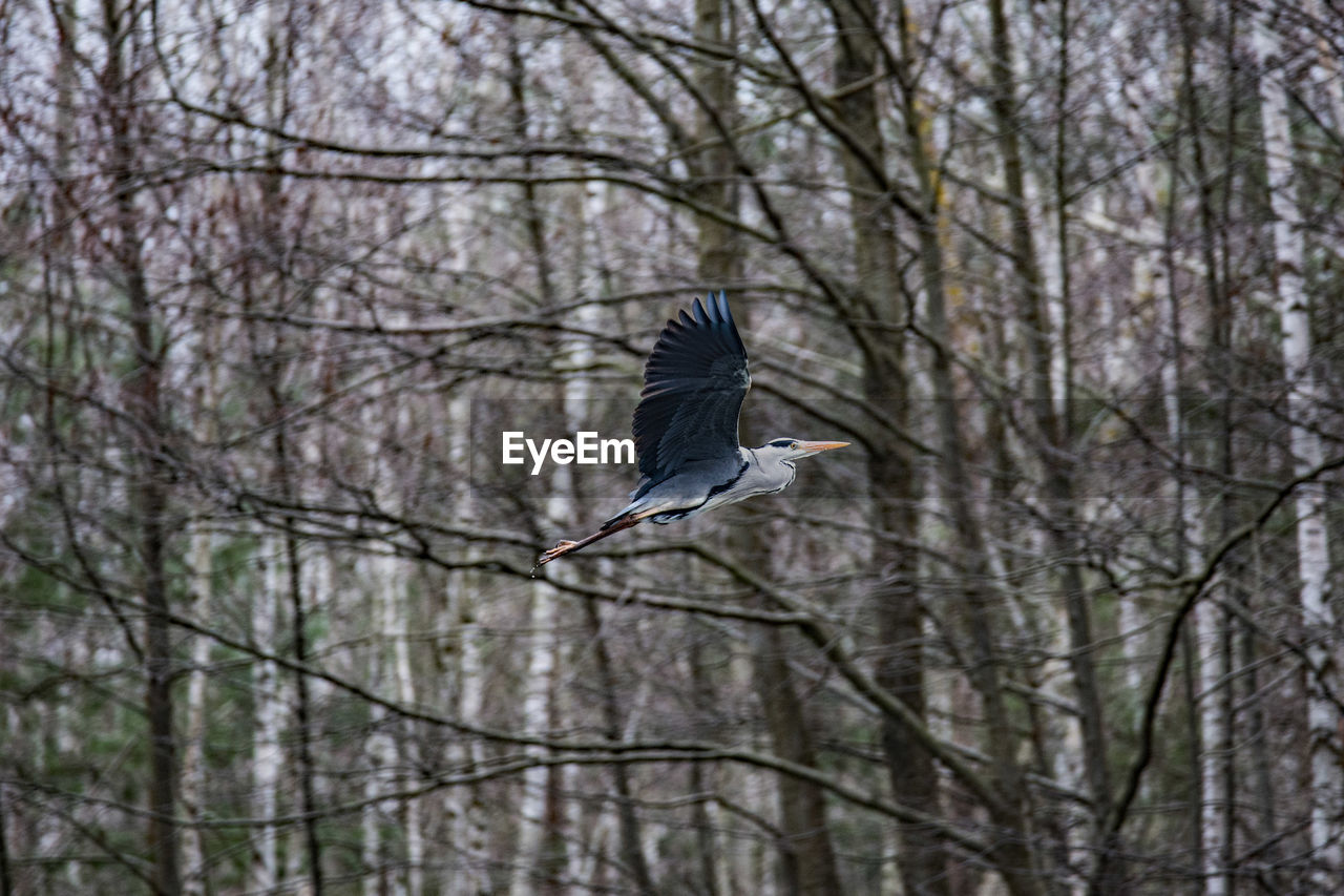 LOW ANGLE VIEW OF BIRD FLYING IN THE BARE TREE