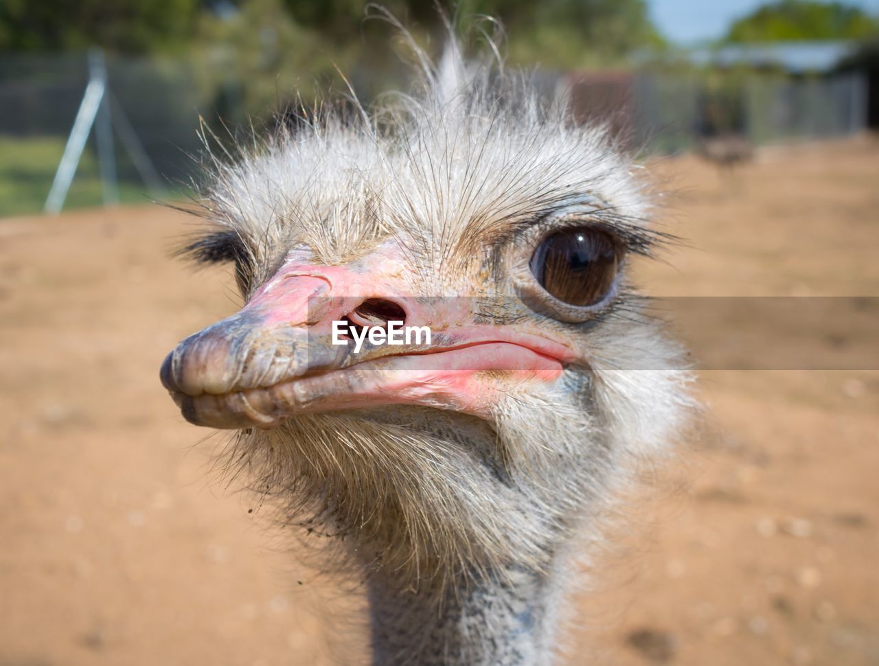 Close-up portrait of ostrich