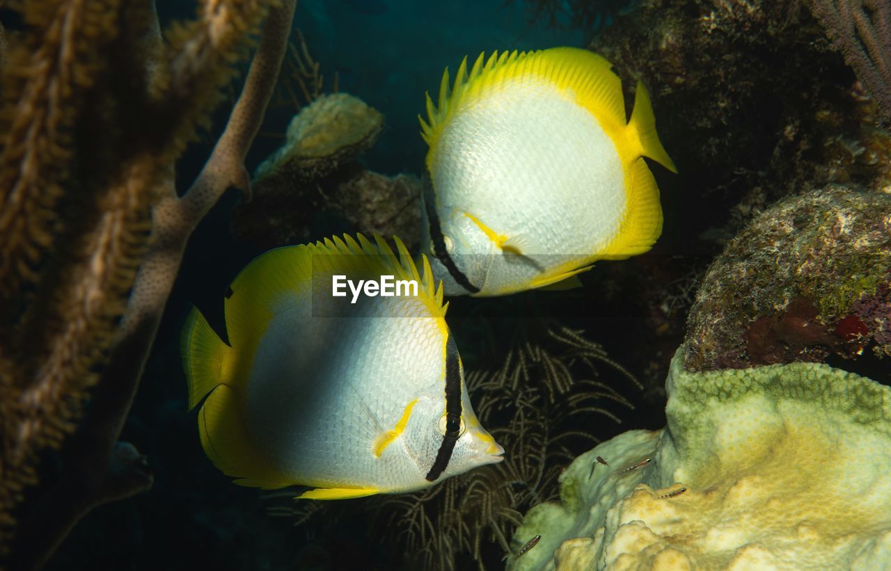 Two yellow tail butterfly fish 