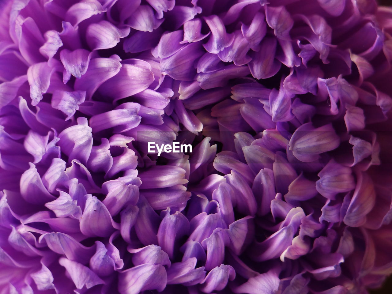 Full frame shot of purple dahlia