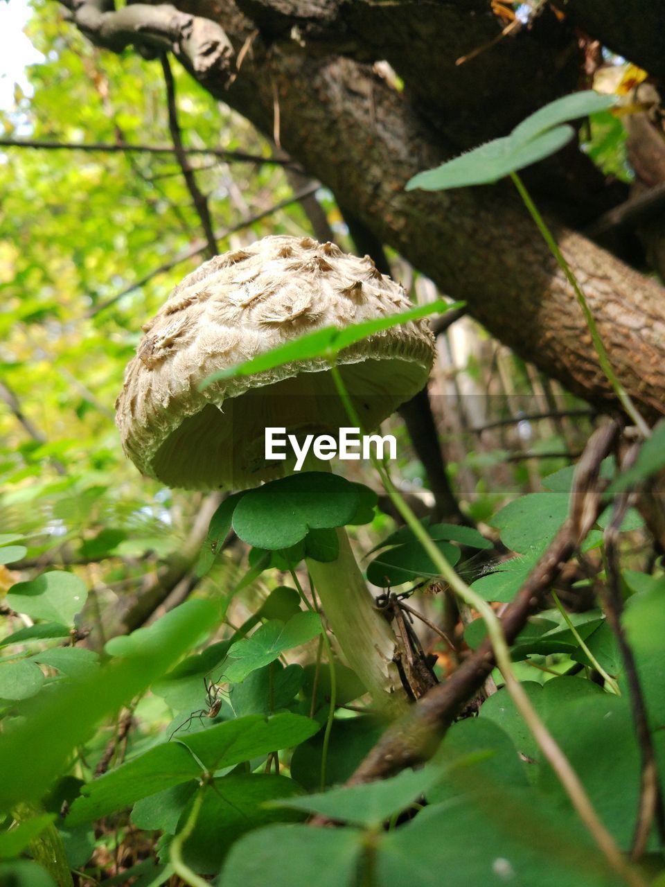 CLOSE-UP OF MUSHROOM GROWING ON TREE