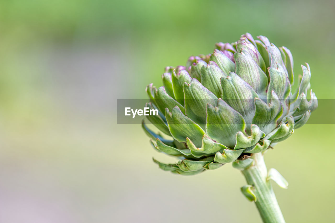 Close-up of globe artichoke head