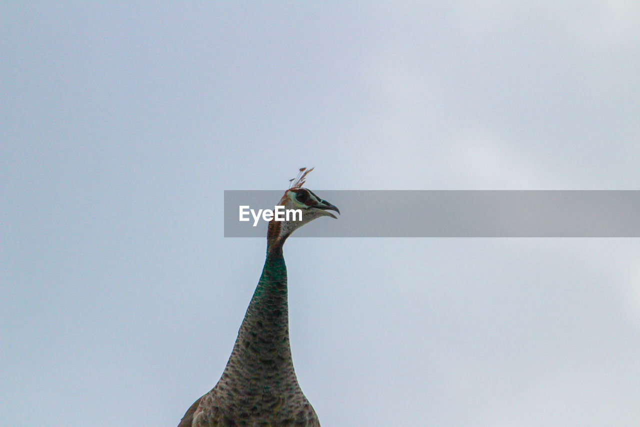 LOW ANGLE VIEW OF A BIRD AGAINST SKY