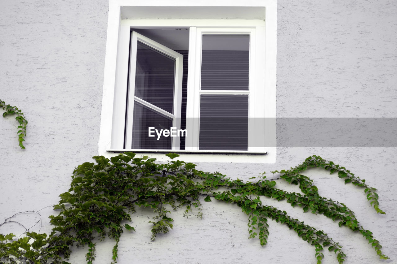 LOW ANGLE VIEW OF TREE BY WINDOW COVERED BUILDING