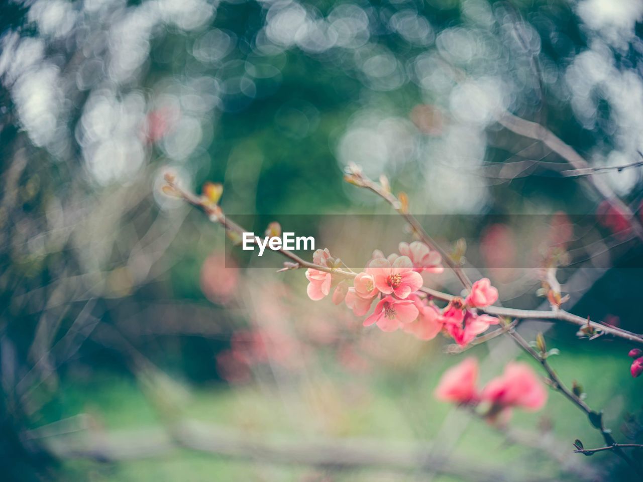 Branch with flowers. blooming spring garden. branch, green foliage, macro, soft focus, bokeh effect