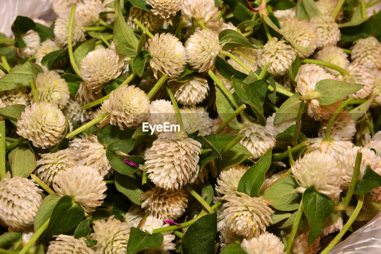 CLOSE-UP OF FLOWERING PLANTS