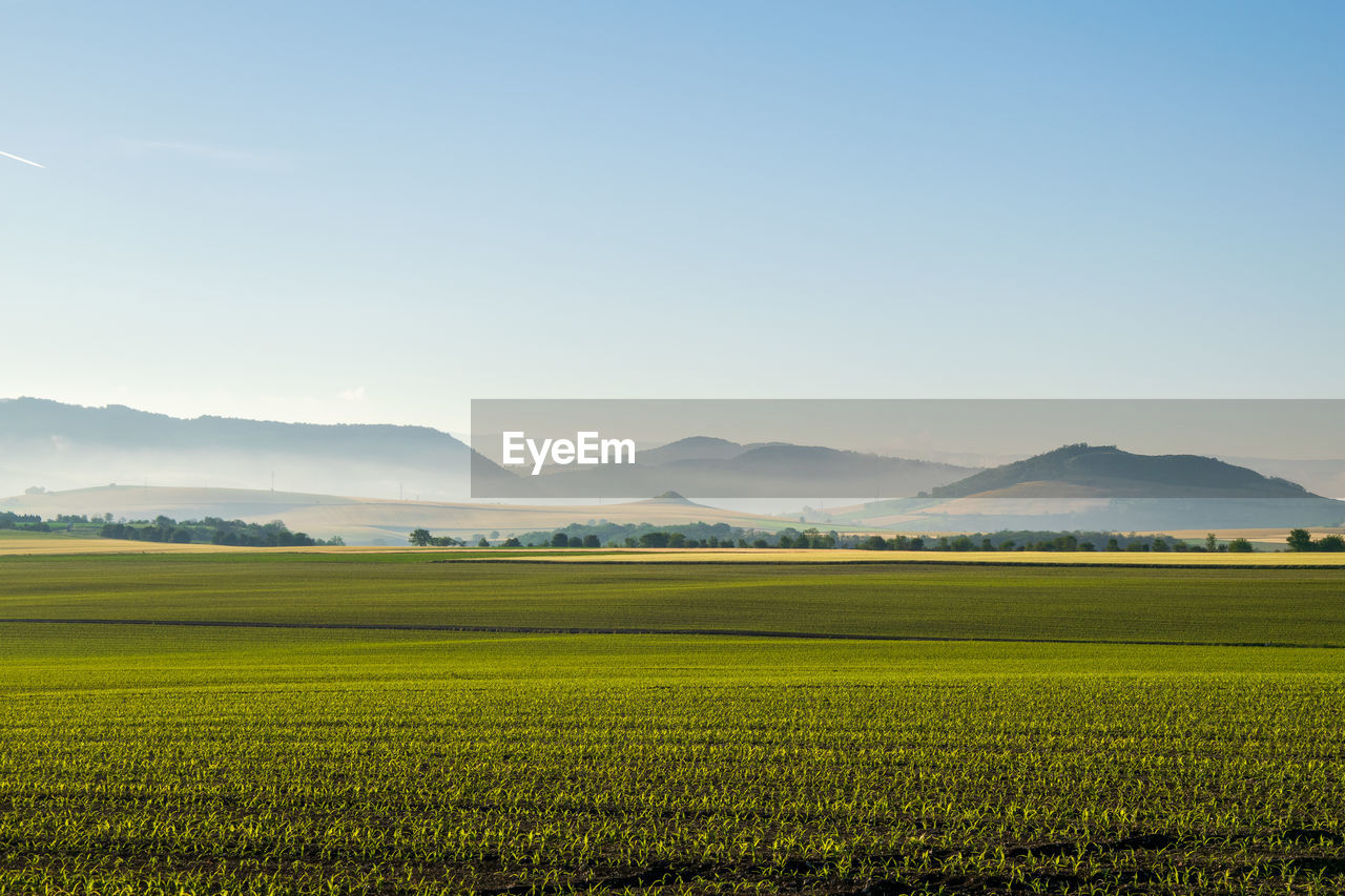 Scenic view of agricultural field against sky