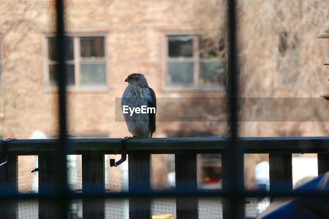 VIEW OF BIRD PERCHING ON RAILING