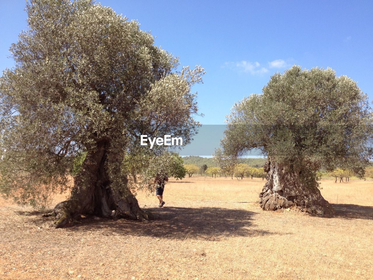 TREES ON FIELD