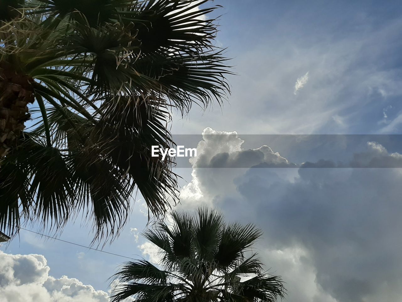 LOW ANGLE VIEW OF PALM TREE AGAINST SKY