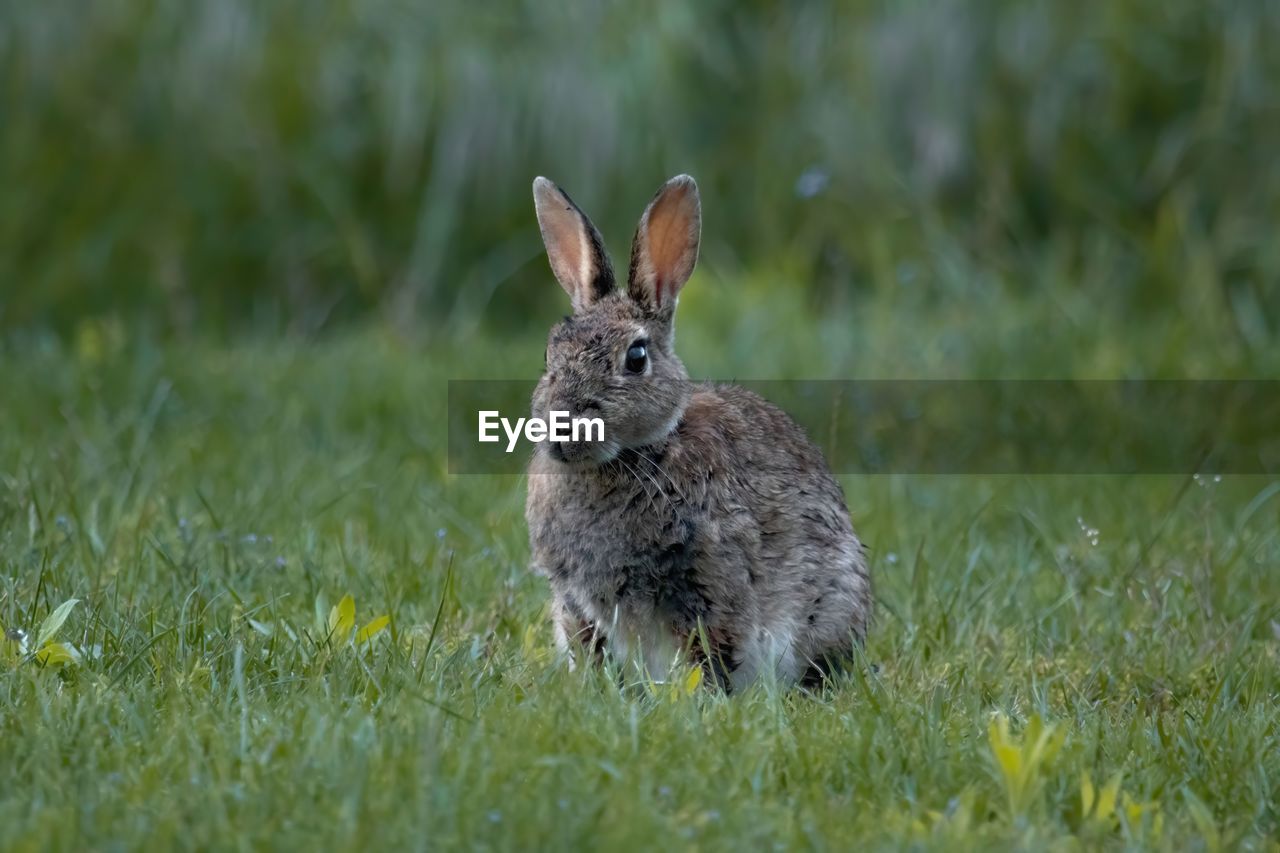 Rabbit on grass at moonlight