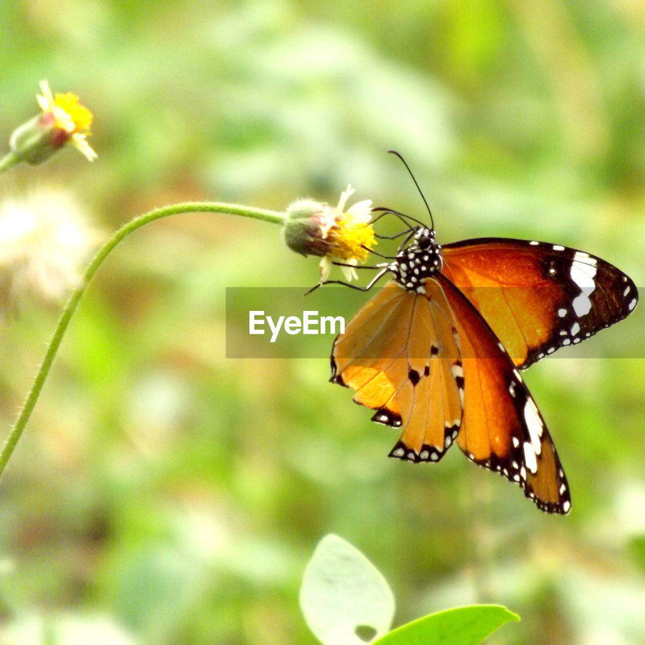 Close-up of butterfly pollinating on flower