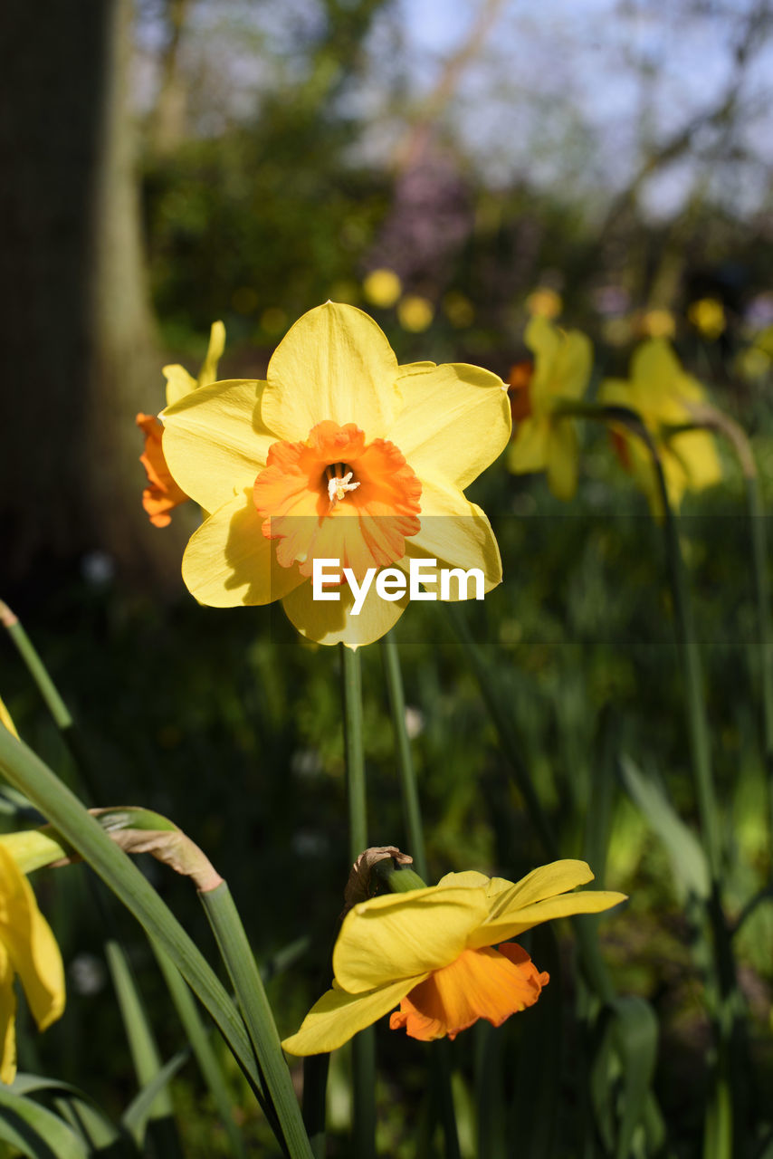 Close-up of yellow flowers