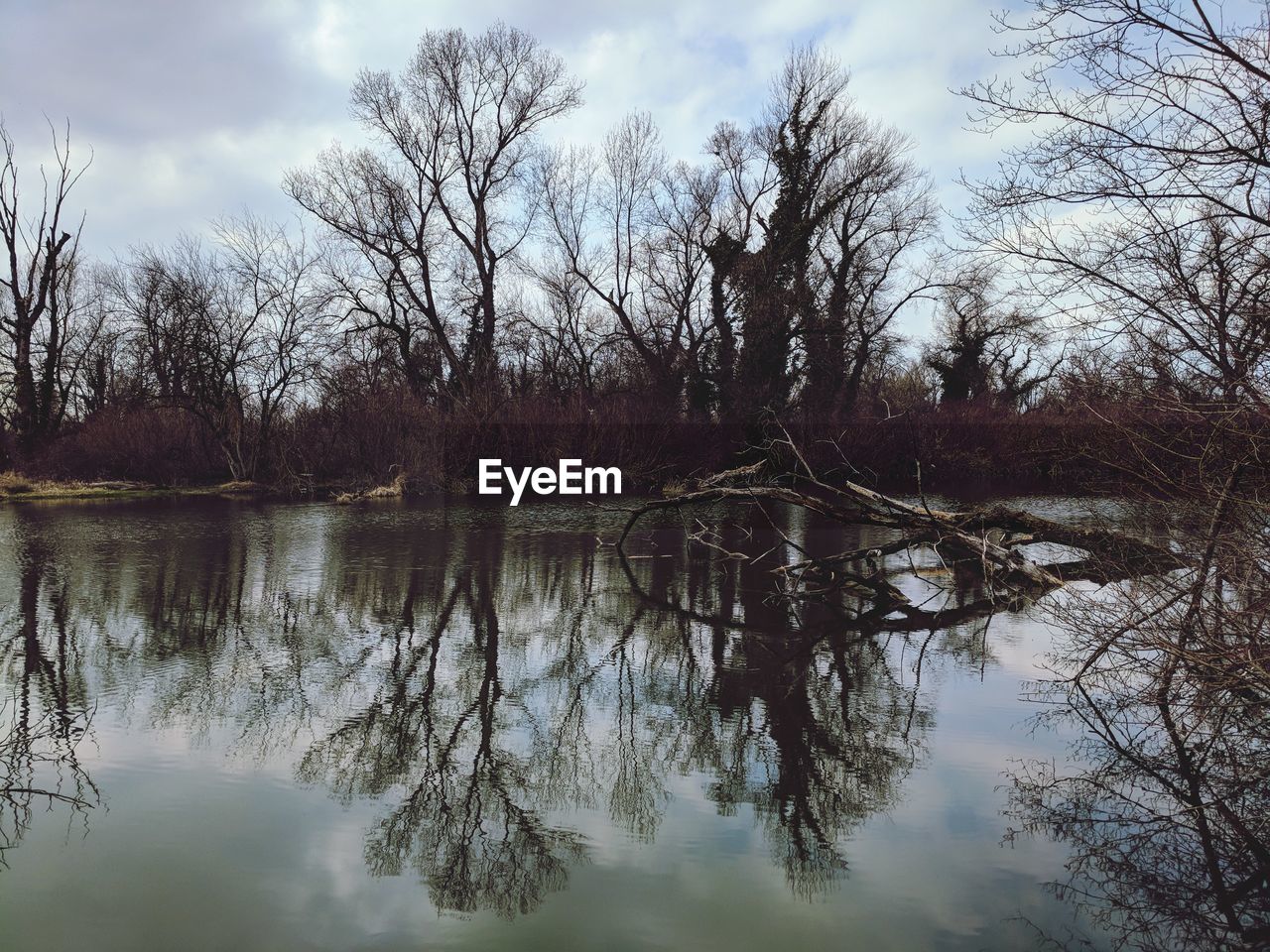 BARE TREES BY LAKE AGAINST SKY