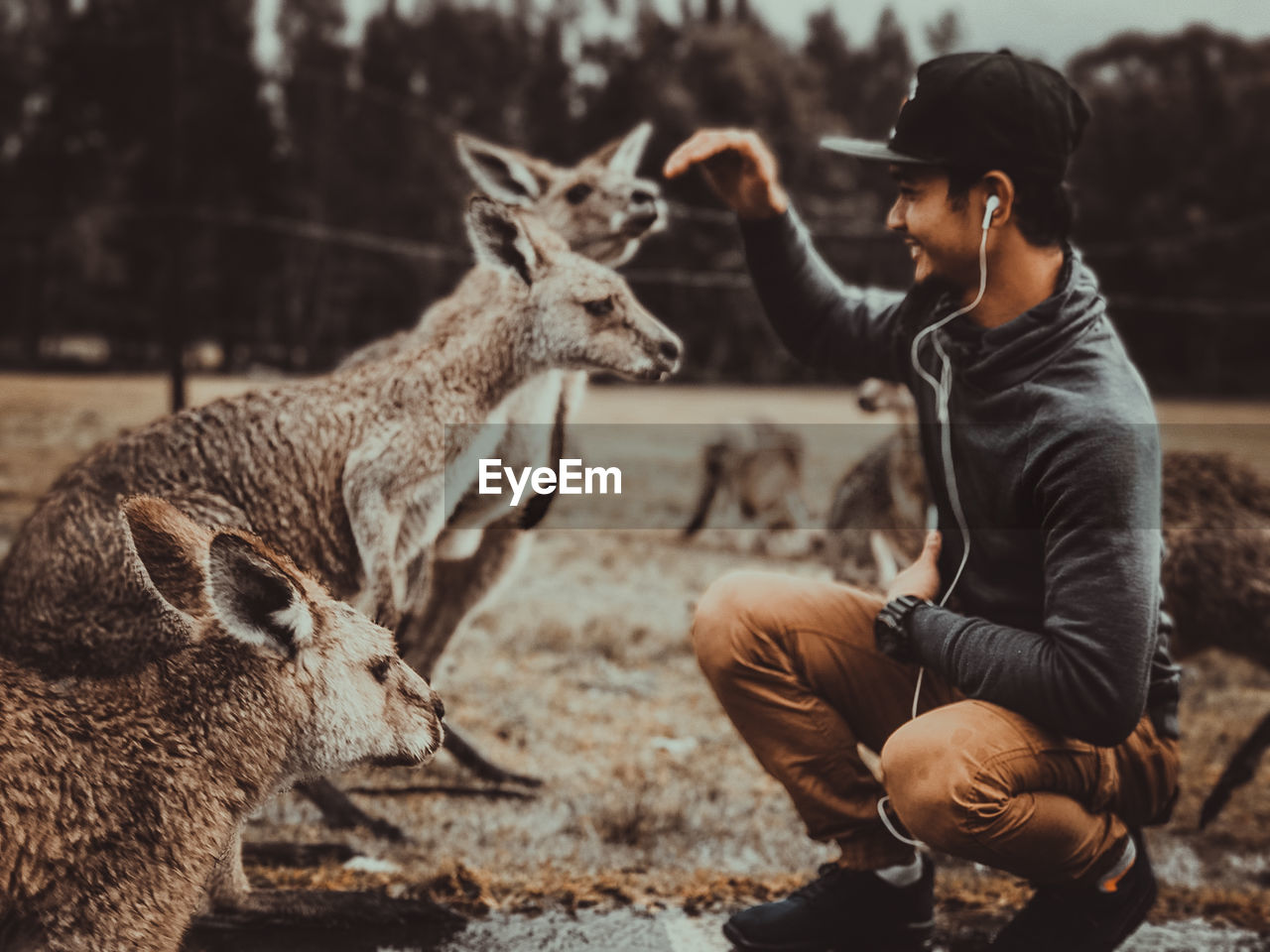 Full length of smiling man looking at kangaroos in zoo