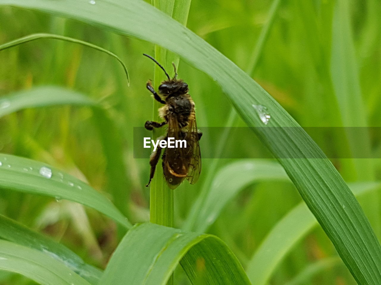 INSECT ON PLANT