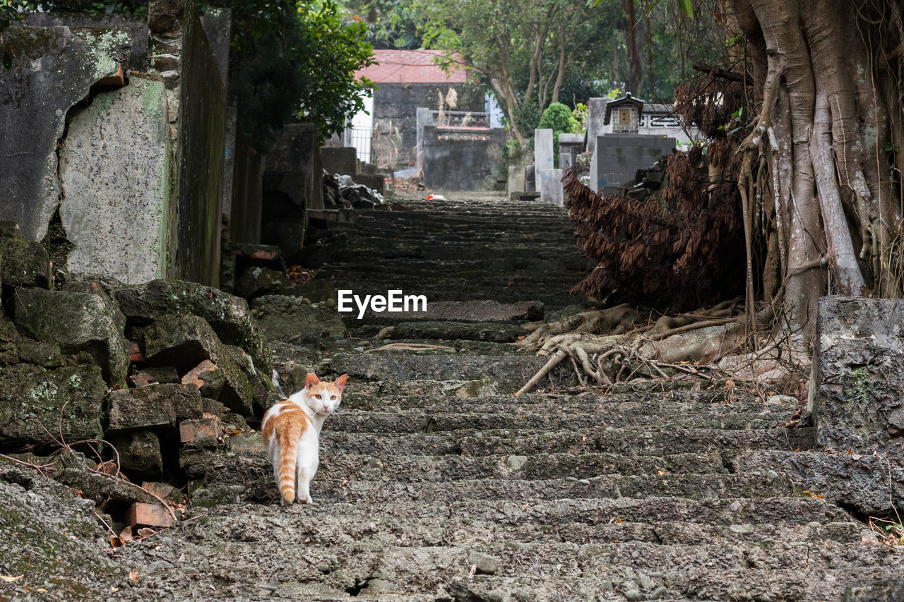 Low angle view of cat on steps