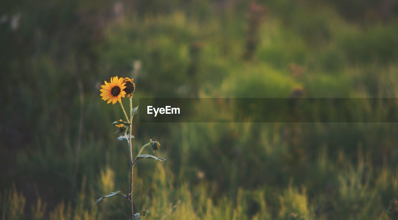 CLOSE-UP OF YELLOW FLOWER BLOOMING IN FIELD