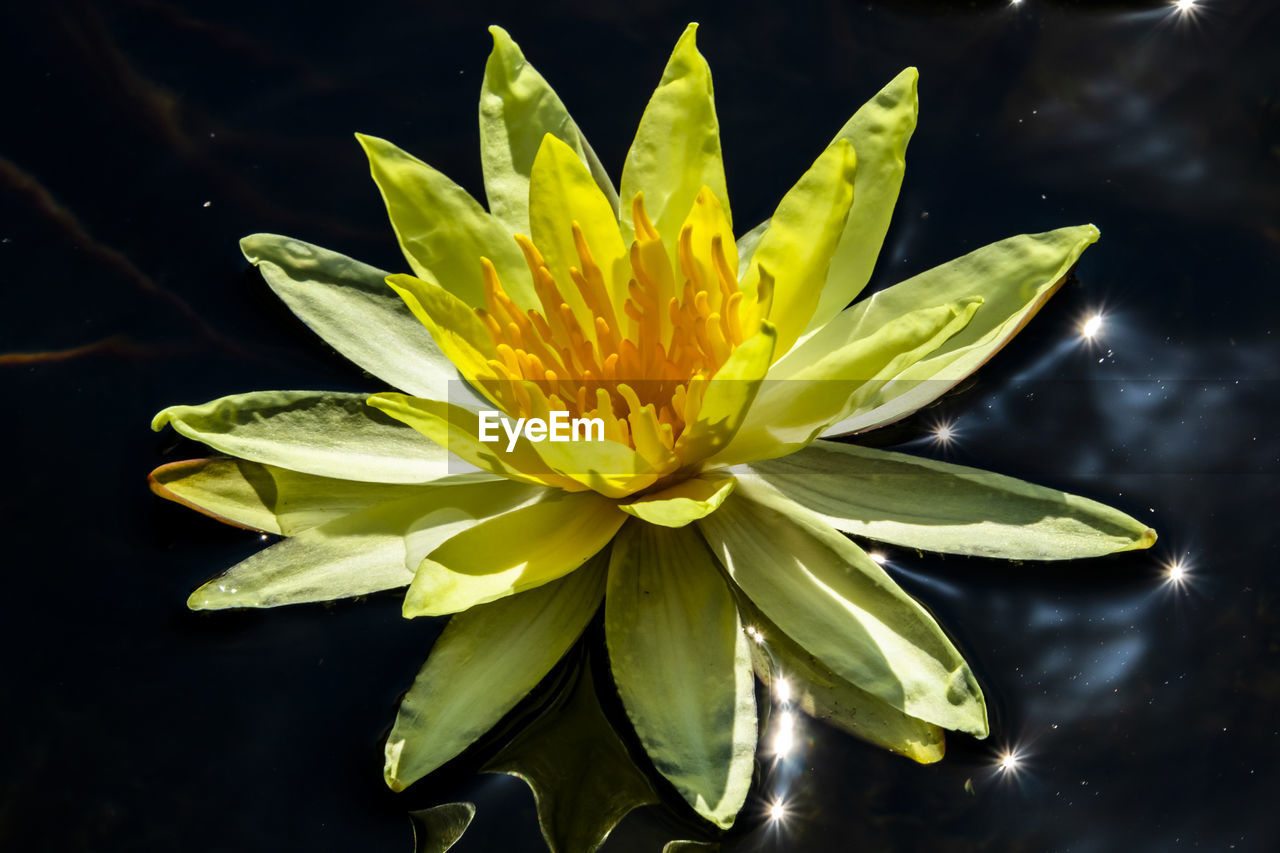 CLOSE-UP OF YELLOW LOTUS WATER LILY IN POND