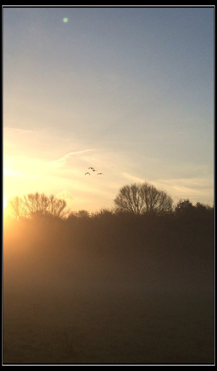 SILHOUETTE OF TREES AGAINST SKY DURING SUNSET