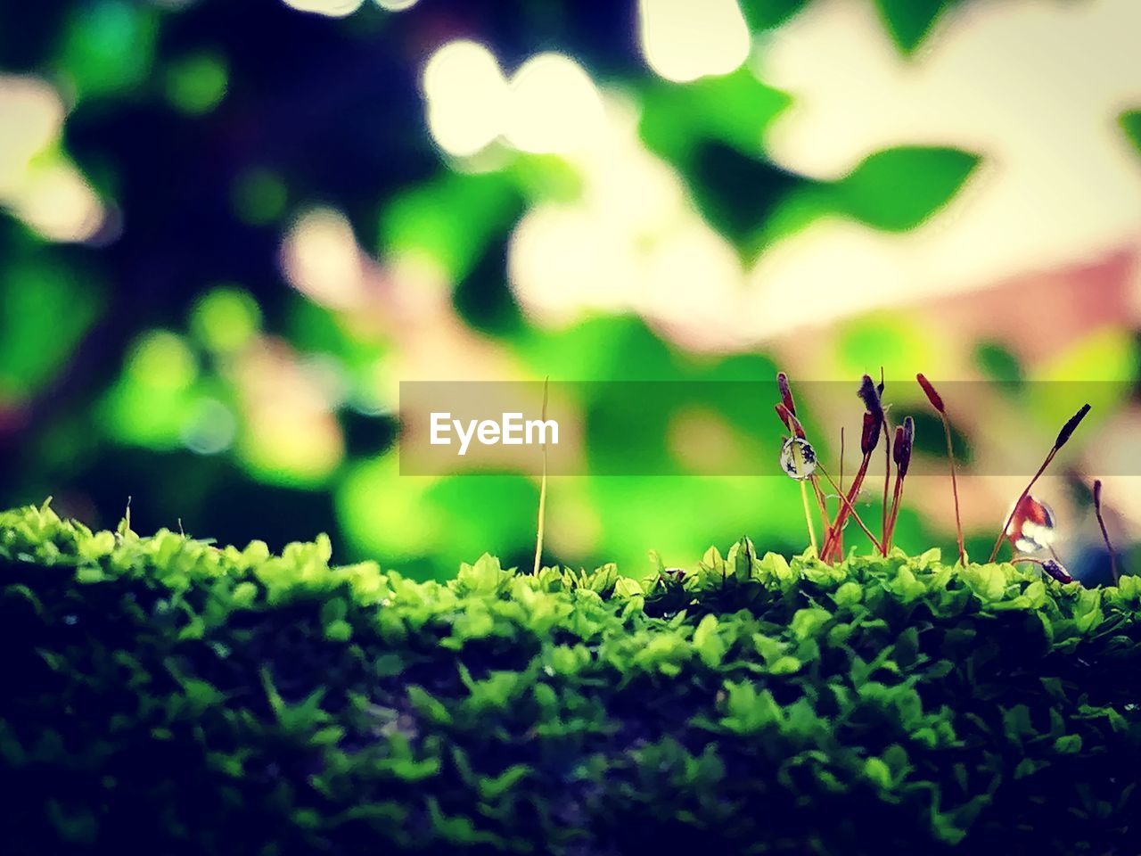 CLOSE-UP OF GRASSHOPPER ON PLANT